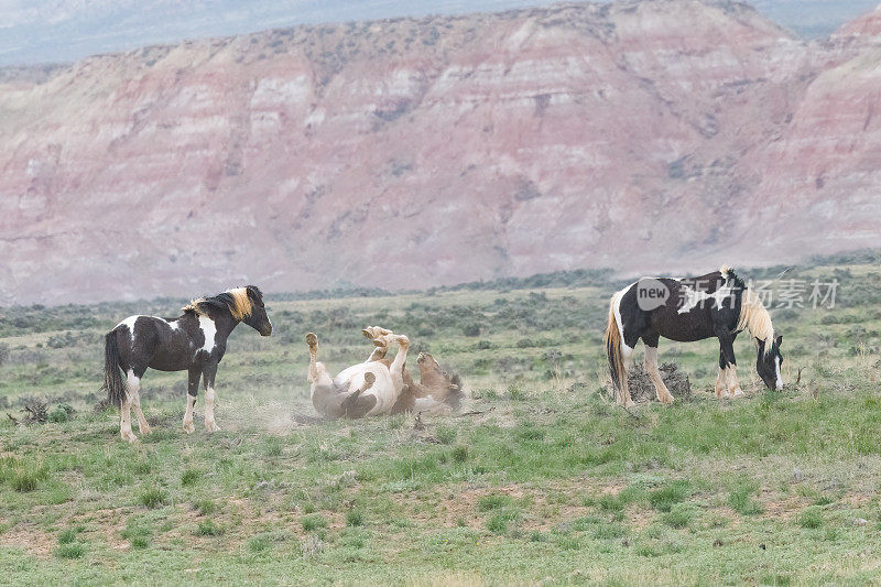 野马(野马)在美国西部，北美怀俄明州科迪附近的麦卡洛峰野马管理区的沙子里打滚