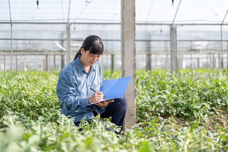 一位女农民在西瓜种植温室工作