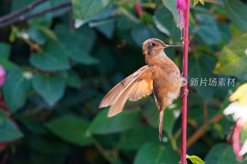 闪亮的阳光蜂鸟