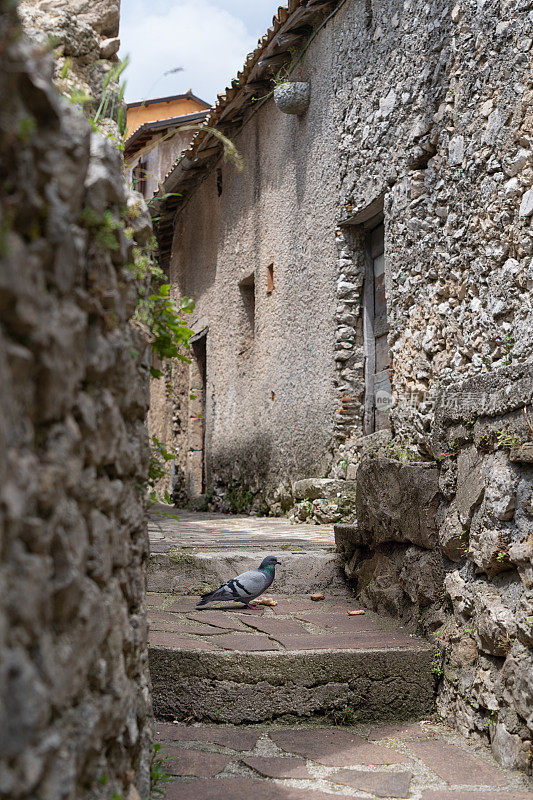 在意大利拉齐奥的切尔瓦拉，一条狭窄的街道上的鸽子