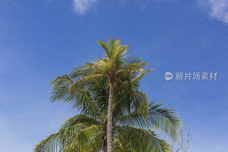 美丽的圣安德烈斯岛夏天的日出