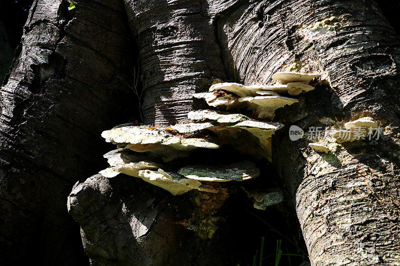 在一个乡村庄园的老树干上的支架真菌