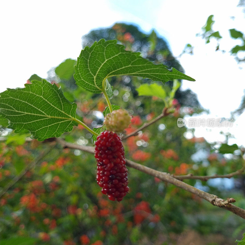 长在房子前院的草莓。包括原产于中国南方的浆果品种。这种水果有很多成分，其中一种可以降低胆固醇水平