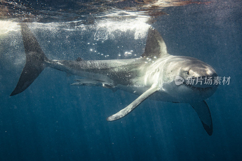 看起来不祥的大白鲨转向镜头，意图用鳍切割水面
