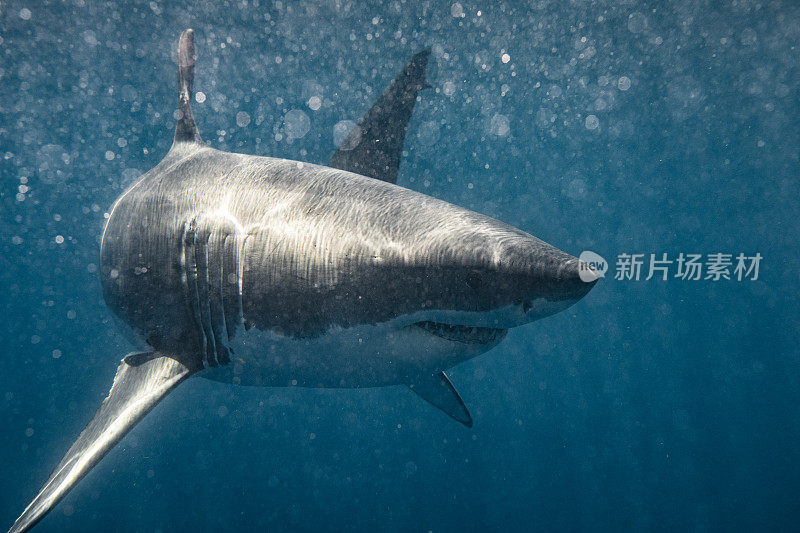 凶险的大白鲨在浑浊的水中游过