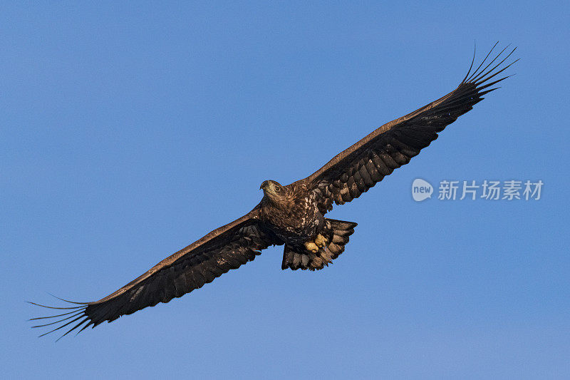 白尾鹰或海雕在挪威北部的天空中狩猎