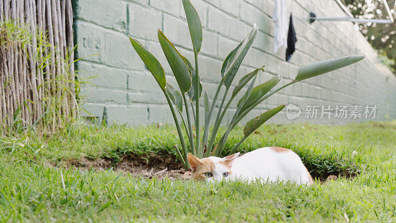 可爱的猫在自家后院徘徊