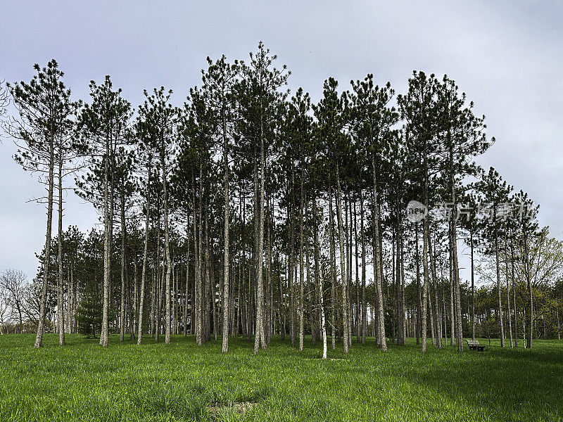 高松林