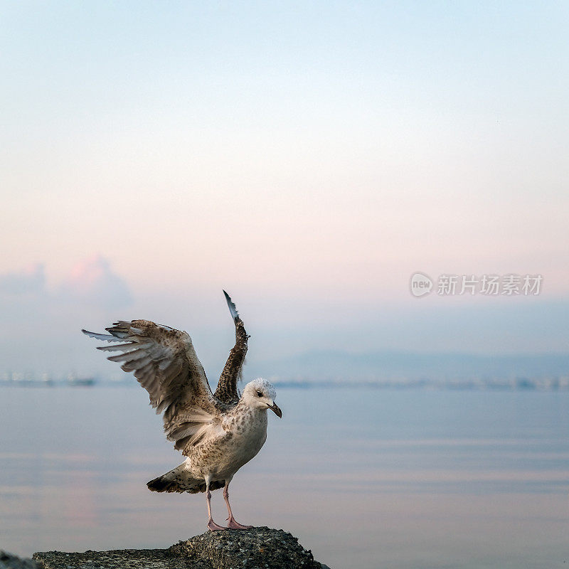 塞萨洛尼基海滩上的海鸥