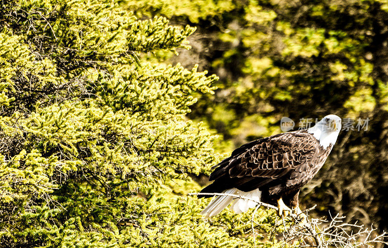 秃鹰-阿拉斯加野生动物