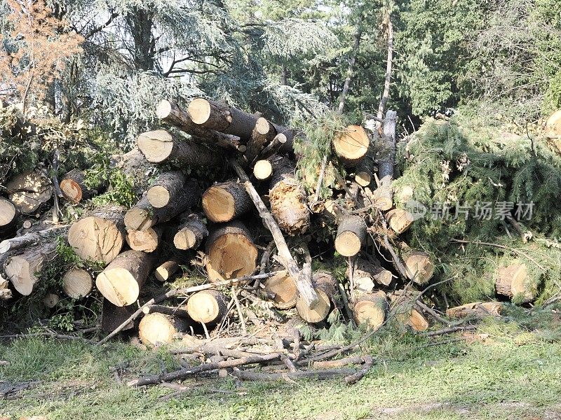 一堆砍下来的树