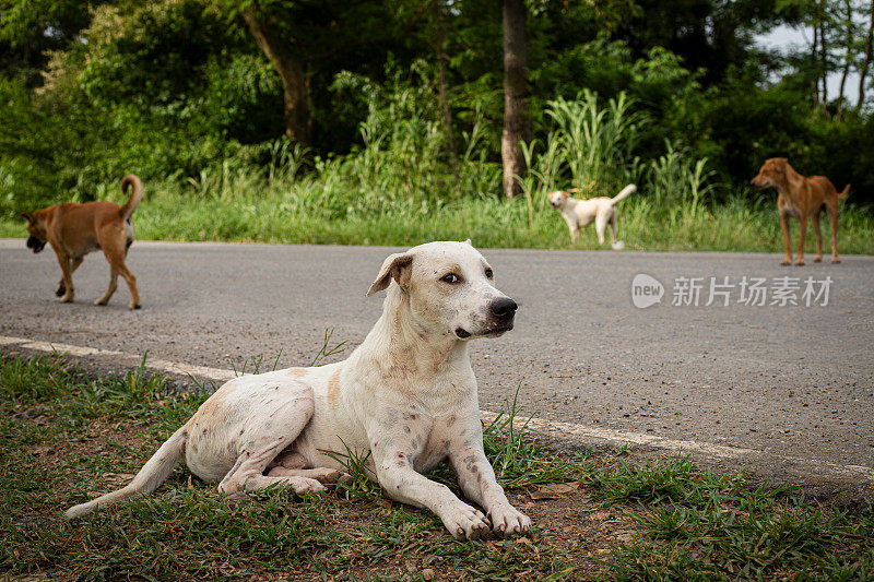 泰国无家可归的动物。一群流浪狗站在路边