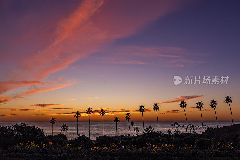 恩西尼塔日落在棕榈树和向日葵的沼泽