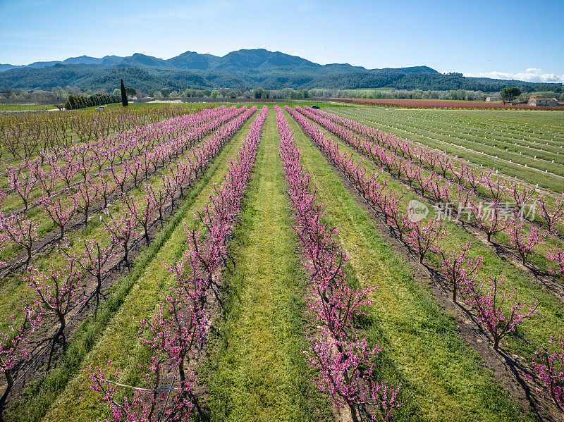 无人机拍摄的桃花和樱花在西班牙开花