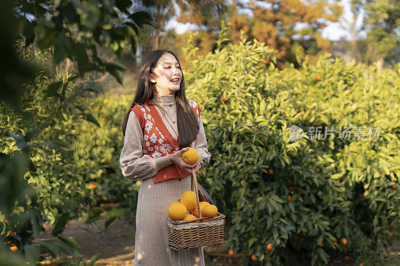 清新无忧的旅行者亚洲美女女享受有橘子田花园，韩国济州岛