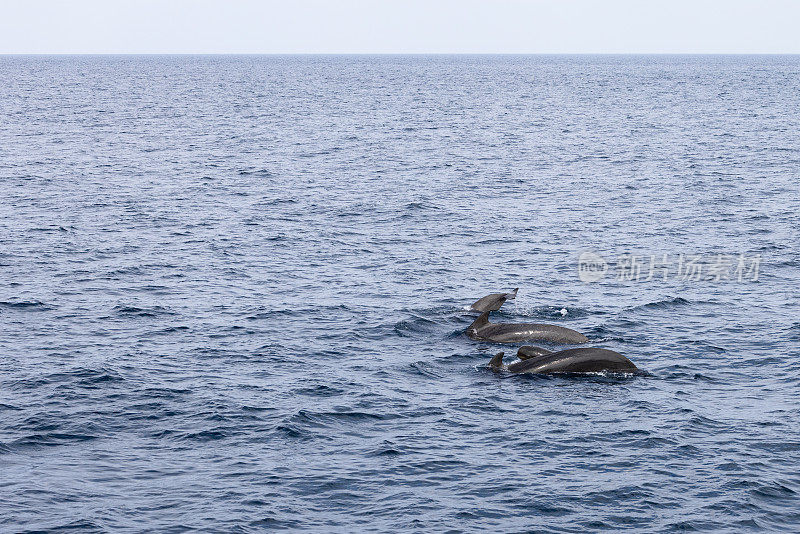 三只成年领航鲸和一只幼鲸穿过挪威海的纹理水域，展示了安第斯山脉附近海洋家庭的动态