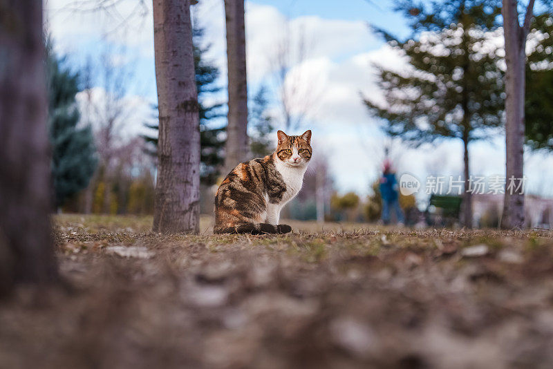 猫坐在外面。