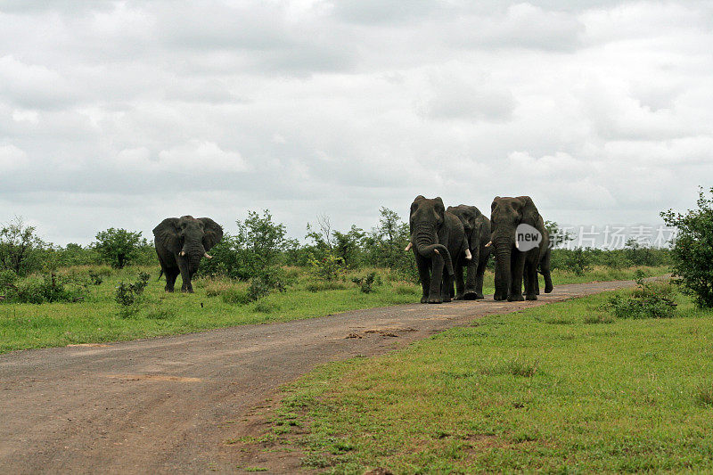 克鲁格国家公园拍摄的四头公象