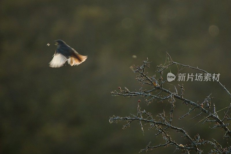 鸟在黄金时间捉虫