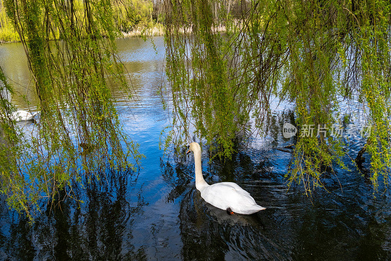 沉默的天鹅在一棵垂柳的掩护下在池塘里游泳