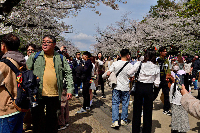 一大群人在东京上野公园欣赏樱花