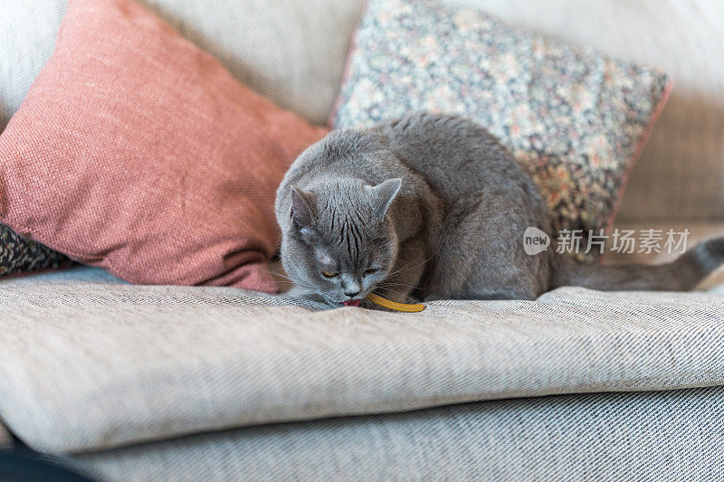 家猫在沙发上吃零食