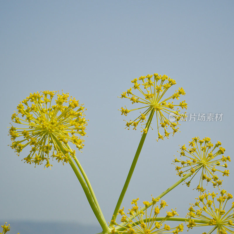 野生茴香花，西西里岛