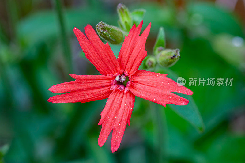 火粉，大烟山国家公园，田纳西州;硅宾virginica;火粉是石竹科粉科的一种野花。它以其独特的鲜艳的红色花朵而闻名。