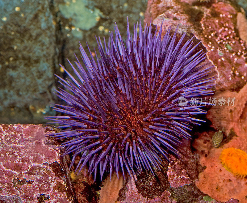 紫海胆，或称紫海胆，是一种尖刺海胆。加州海岸。