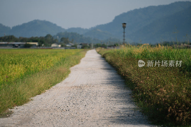 稻田中间的碎石路。乡间小路穿过稻田