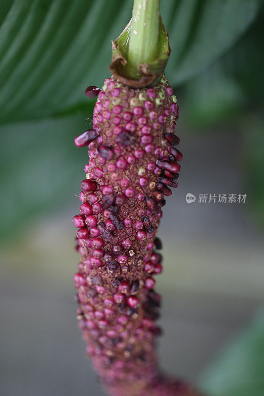 热带植物