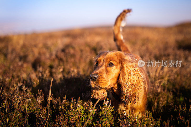 红色可卡犬在长长的石南丛中玩耍