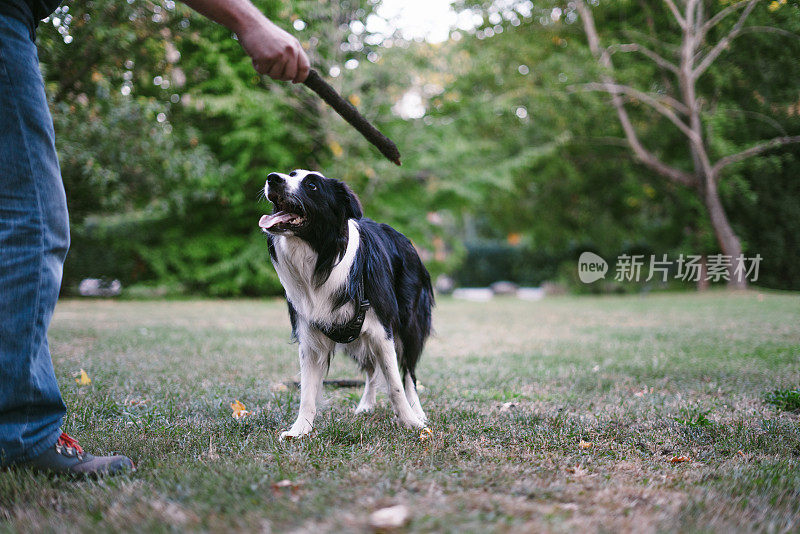 边境牧羊犬在玩棍子