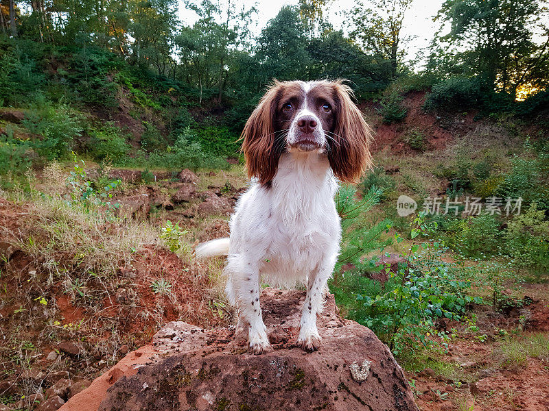 年轻的肝脏和白色施普林格西班牙猎犬工作犬