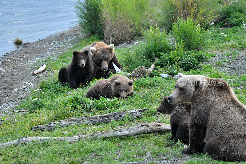 棕色的熊母猪和幼崽