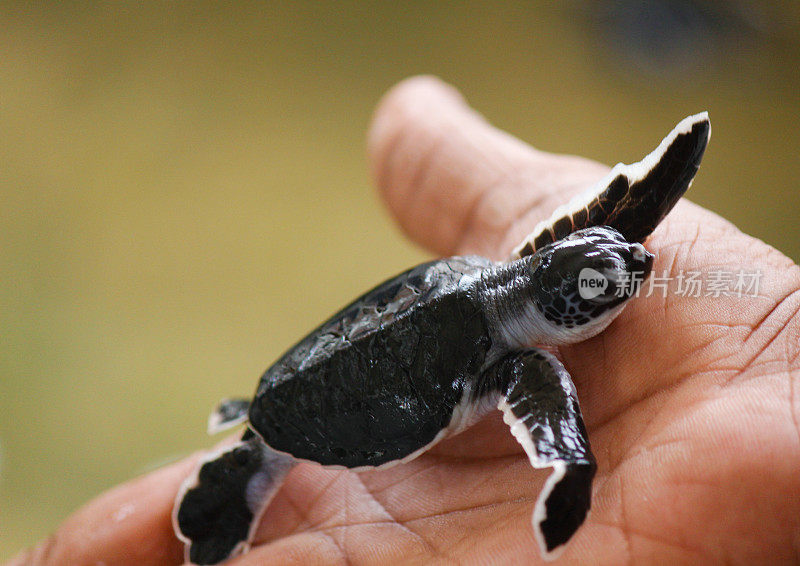 小海龟正在孵化。一天，海龟养殖场的希卡杜瓦的老海龟。、斯里兰卡。红海龟宝宝