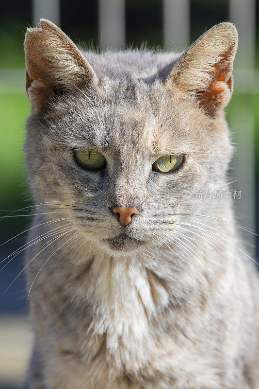 街上的一只猫