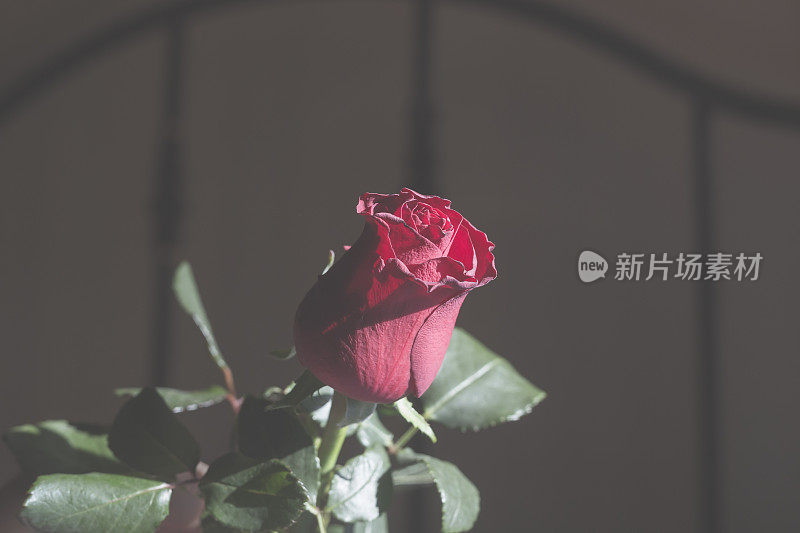 昏暗的房间里，一朵红玫瑰，透过窗户被阳光照得透亮