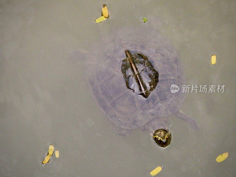 在水中游泳的亚洲淡水龟
