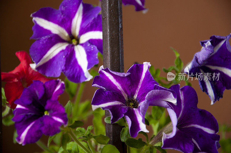 在黑暗的背景下，花园里开着娇嫩的紫色矮牵牛花