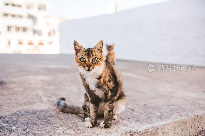 两只流浪猫坐在希腊