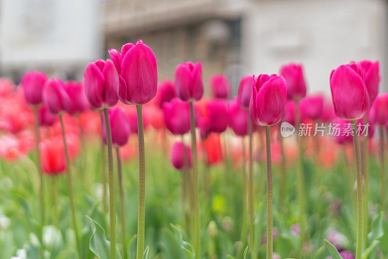 郁金香花园。