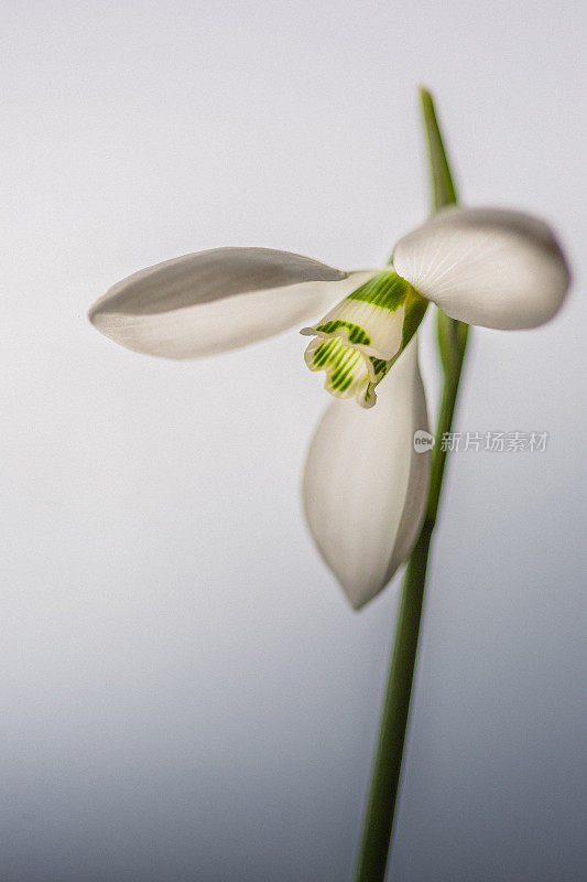 雪花莲