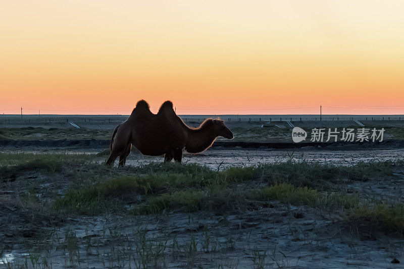 骆驼在夕阳下吃草