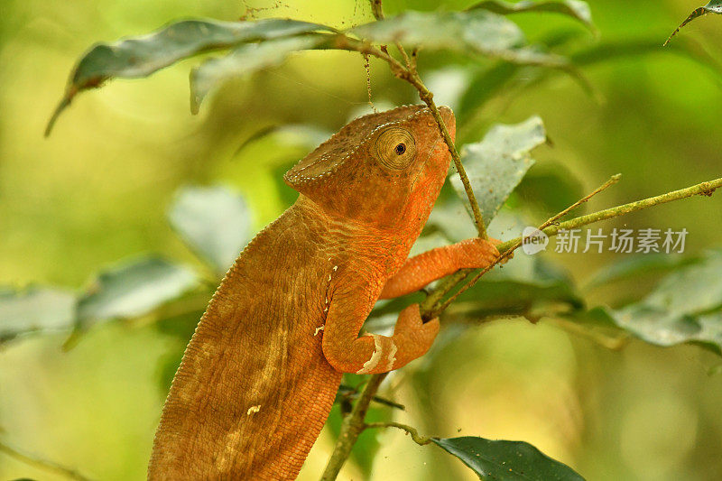 琥珀山变色龙女性