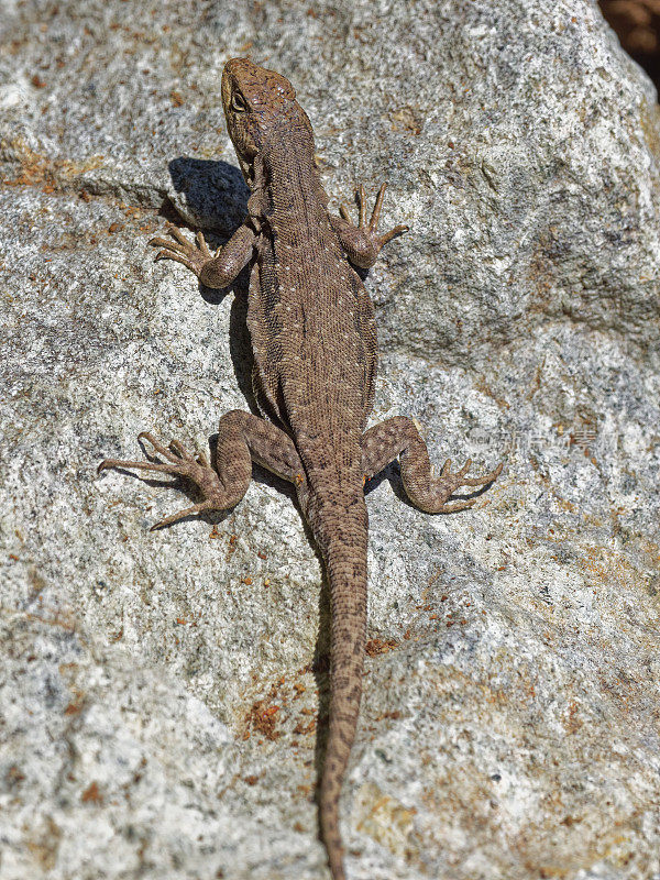 一只雌性蜥蜴Chillán在岩石上晒太阳
