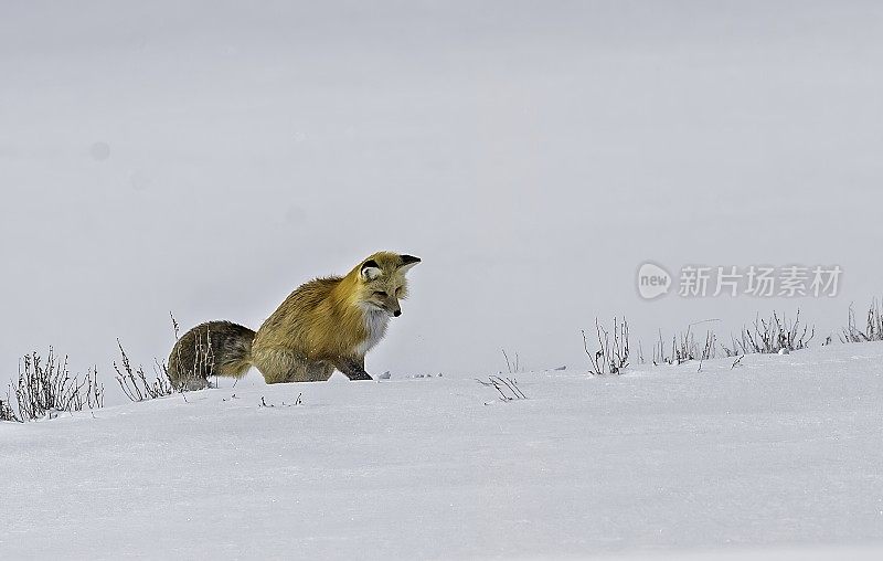 红狐、黄狼，在黄石国家公园的雪地里狩猎，WY