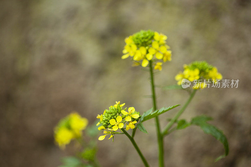 大黄春花