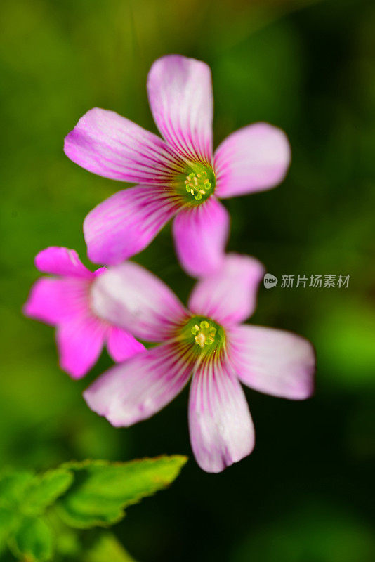 两瓣带有脉状花瓣的粉红色花的特写