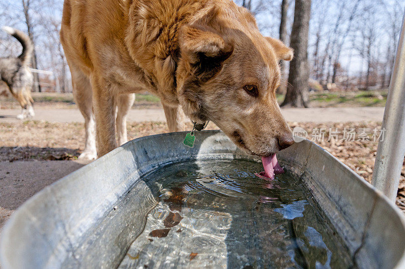 大型混合犬饮水